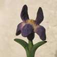 Fin lilla iris, håndlavet kuglepen